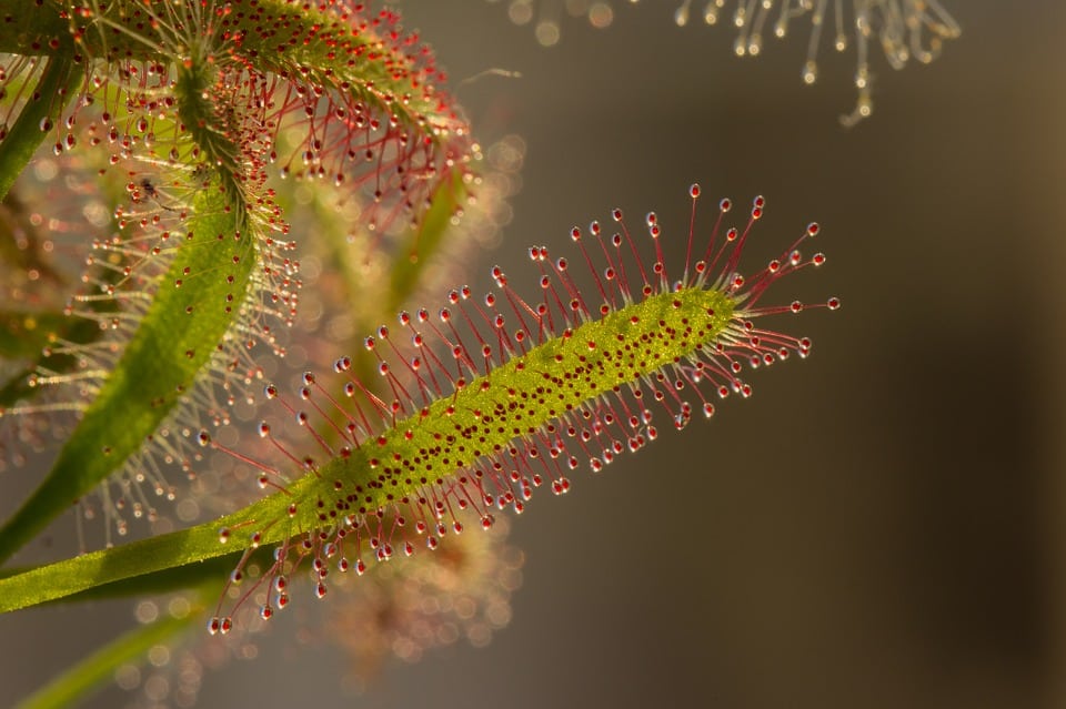 Cape Sundew