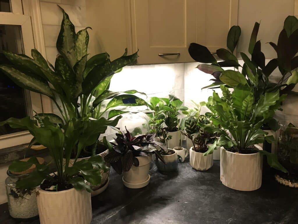 Battery-powered Grow Lights