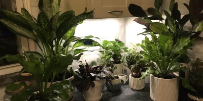 Battery-powered Grow Lights