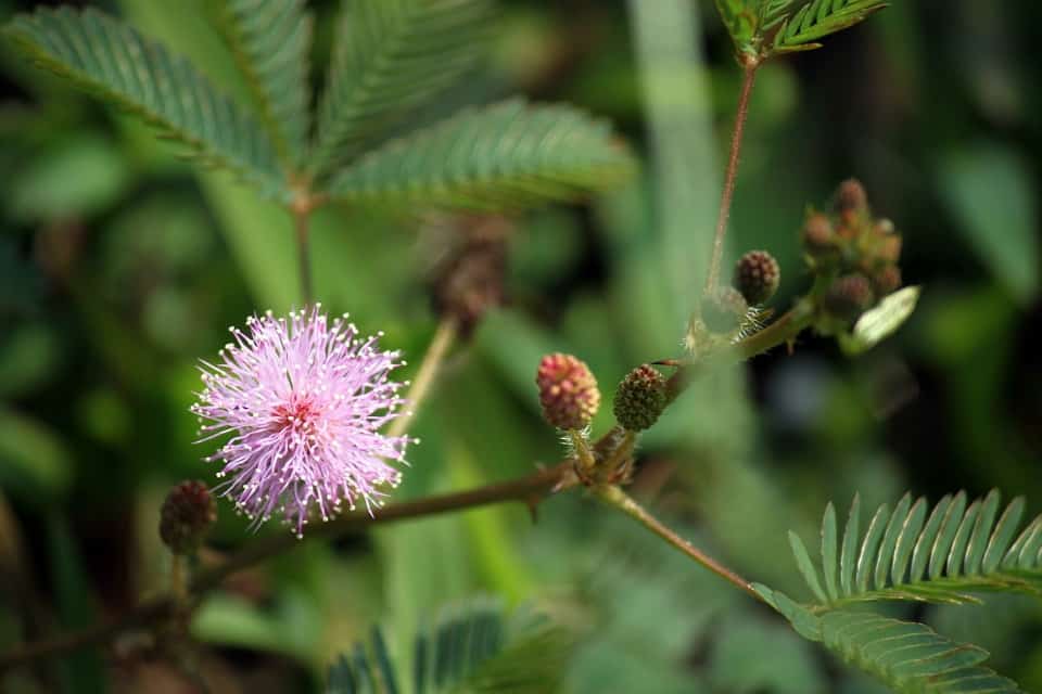 Mimosa pudica