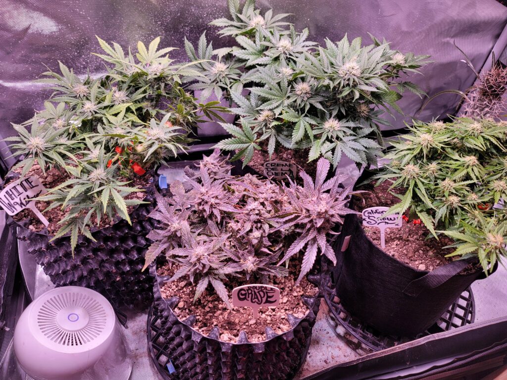 4 x 4 Grow Tent Setup