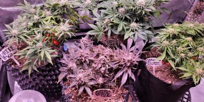 4 x 4 Grow Tent Setup