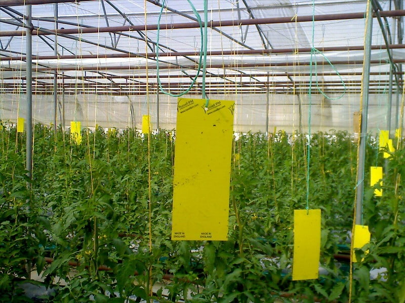 Yellow sticky traps can capture fungus gnats
