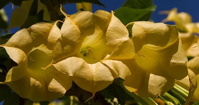 Angel's trumpet flower is poisonous