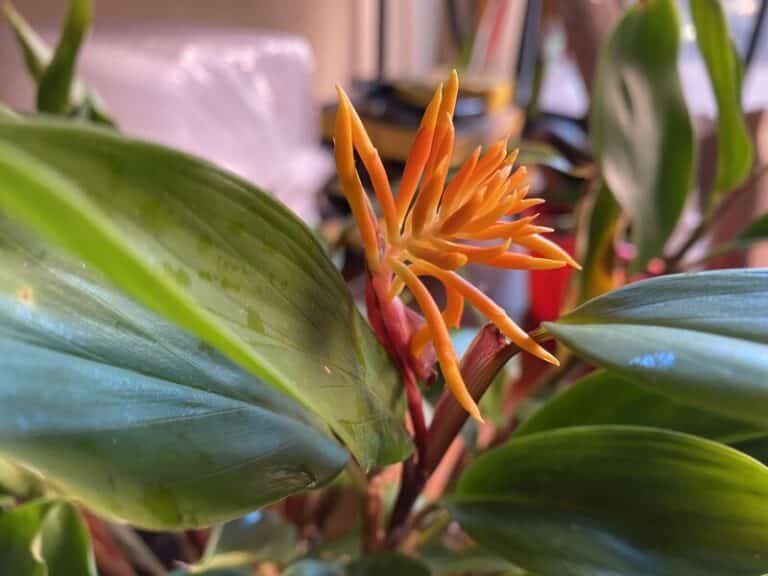 Burbidgea schizocheila - Golden Brush Ginger