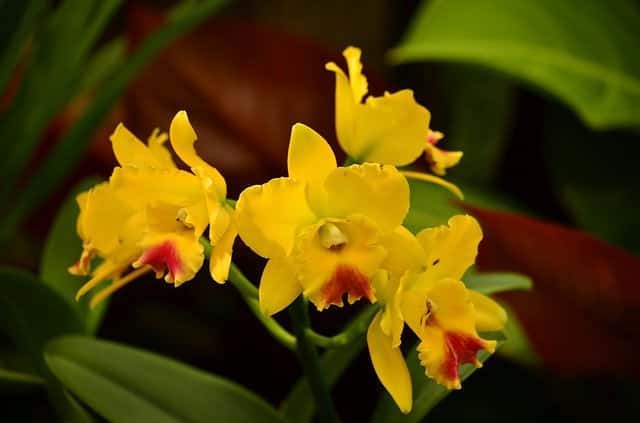 yellow blooms from orchid