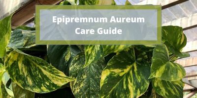 Epipremnum Aureum Care