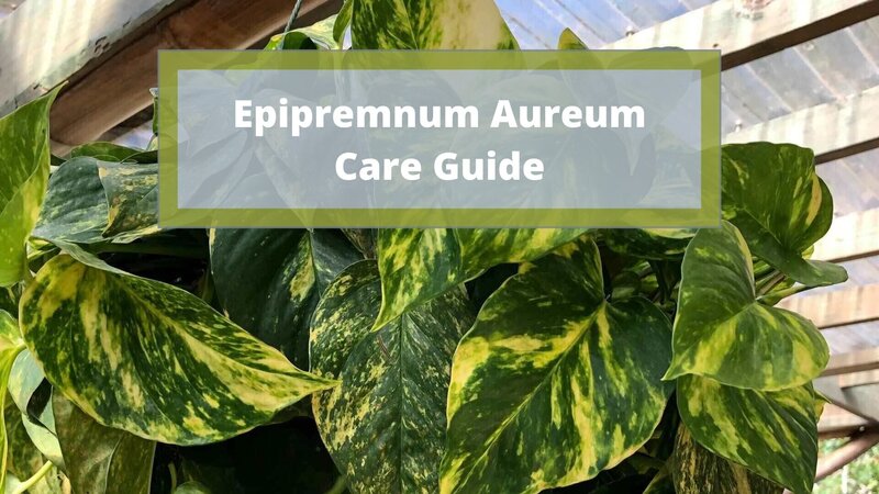 Epipremnum Aureum Care