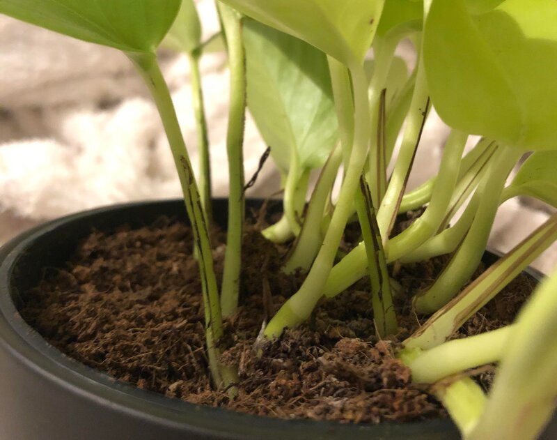 Epipremnum Aureum Soil Requirements