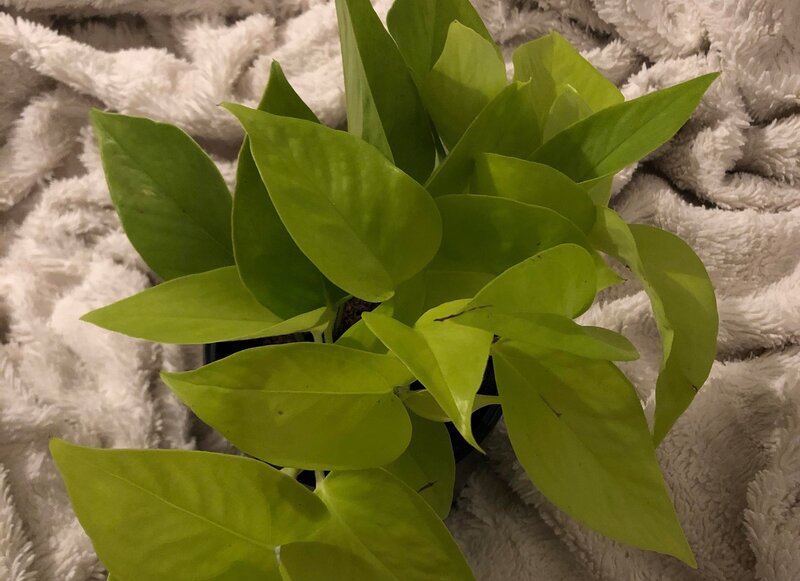 Epipremnum Aureum Temperature