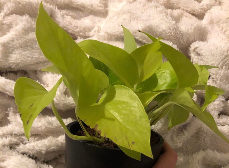 Epipremnum Aureus Issues