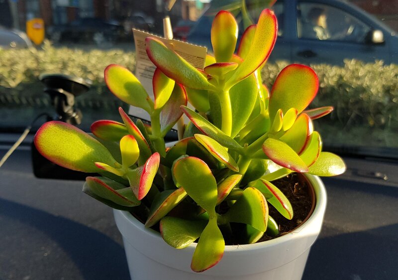 Jade Plant Watering Guide