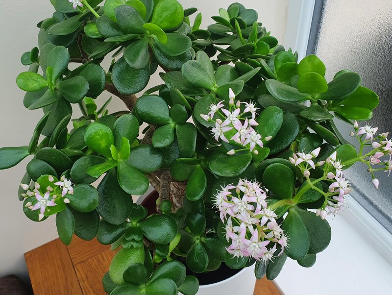 Jade Plant Watering