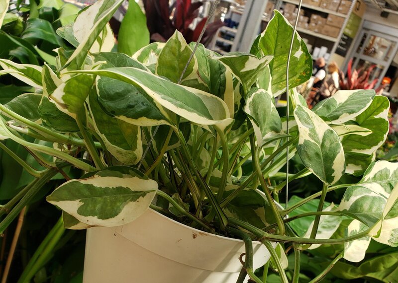 Lighting Conditions for Njoy Pothos Care