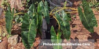 Philodendron Billietiae Care