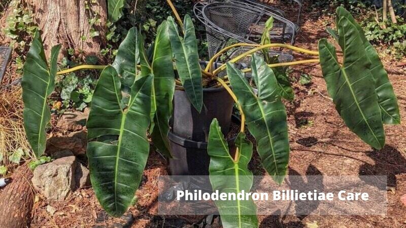 Philodendron Billietiae Care
