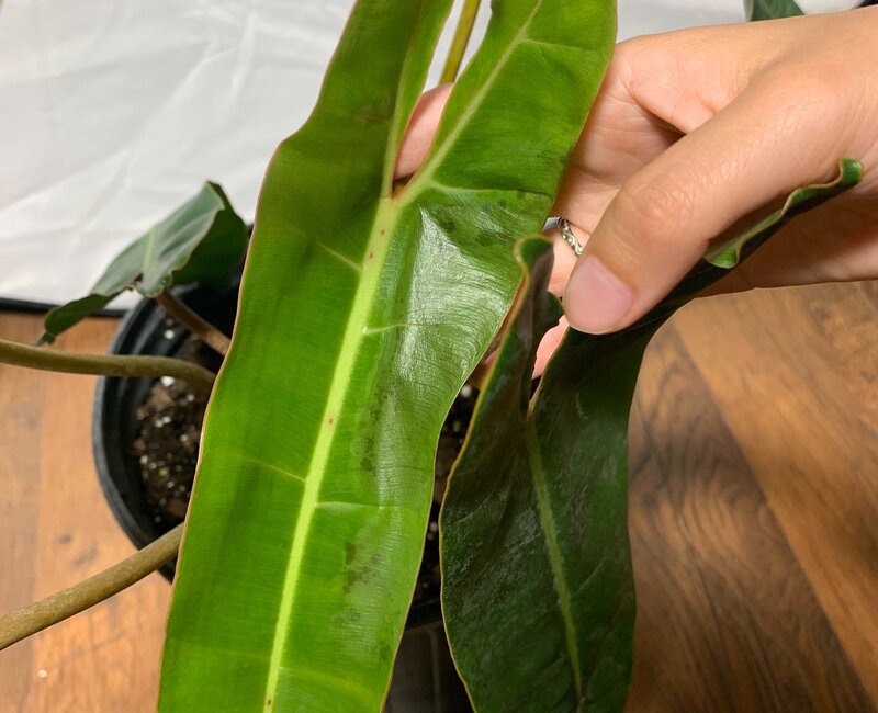 Philodendron Billietiae Pests