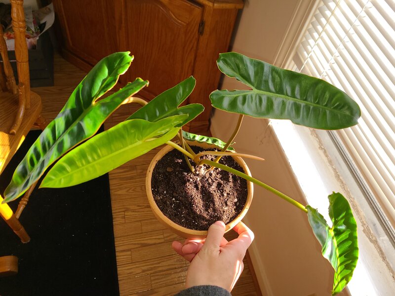 Philodendron Billietiae Soil Requirements