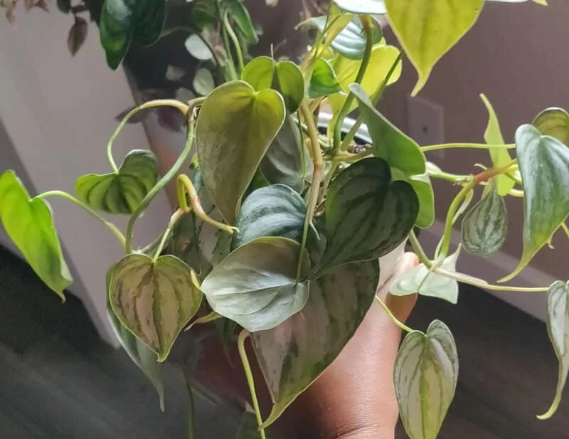 Philodendron Brandtianum Care