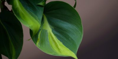 Philodendron Brasil