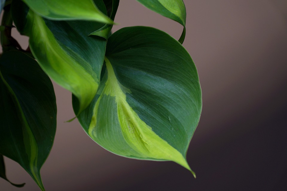 Philodendron Brasil