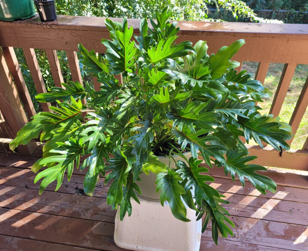 Philodendron Xanadu