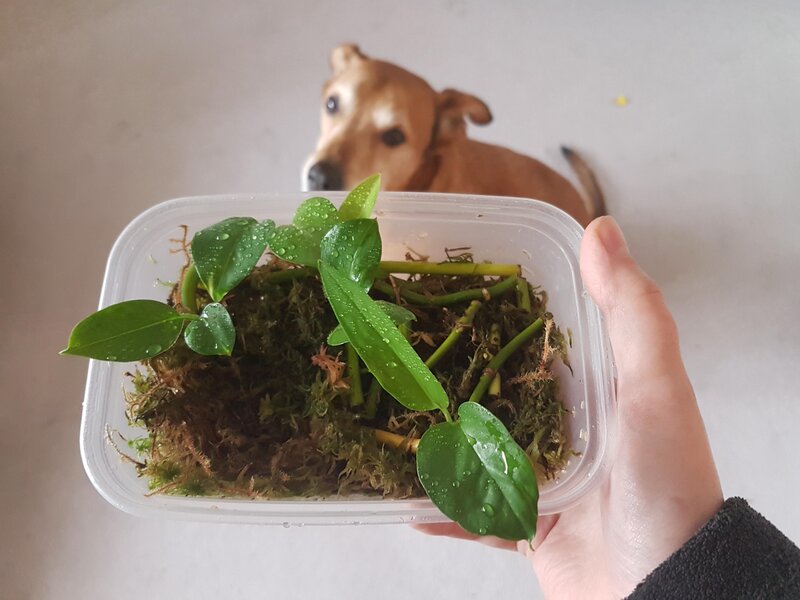 Pothos Epipremnum Propagation Methods