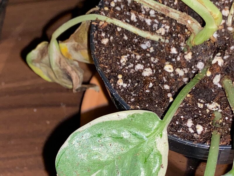 Pothos N'joy Problems