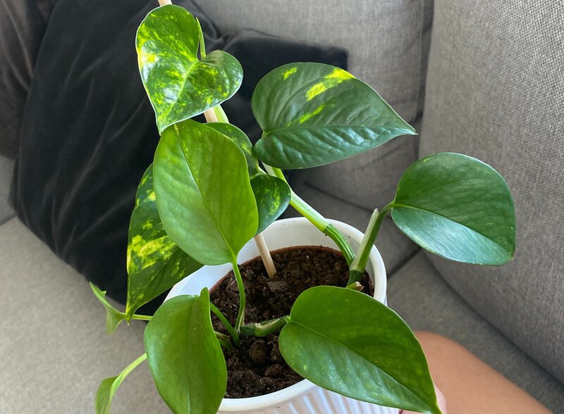 Pothos Plants General Tips