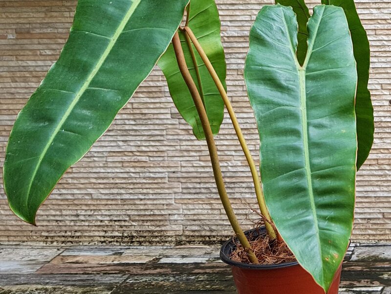 Potting and Reporting the Plant