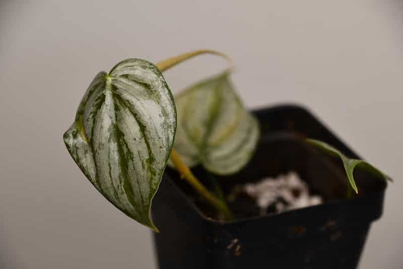An indoor Silver Leaf Philodendron plant