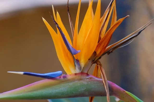 Bird of Paradise flower resembles a tropical bird