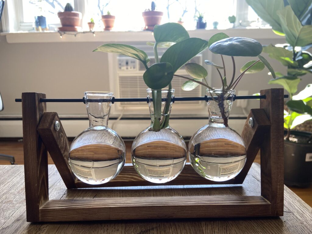 Can you propagate Chinese money plant in water?