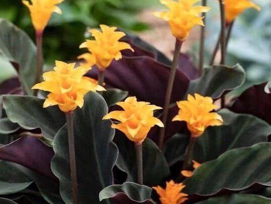 colorful yellow and orange foilage for Ethernal Flame