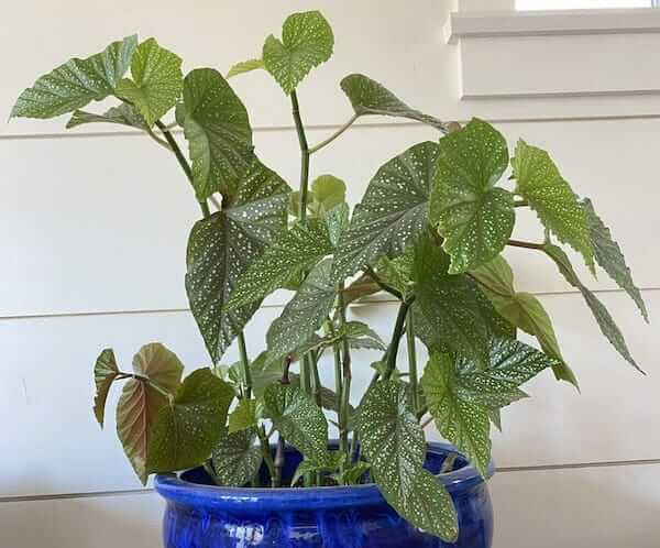 Angel Wing Begonia potted plant