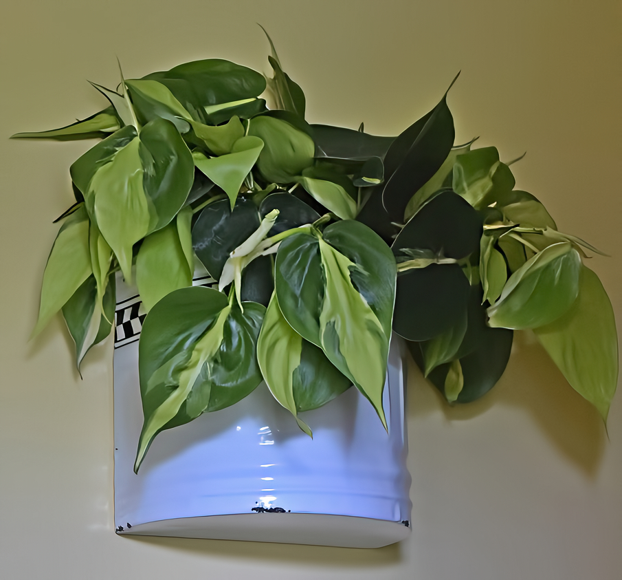 Philodendron Brasil