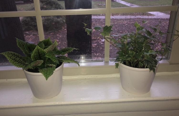 Moon Valley Plant light conditions