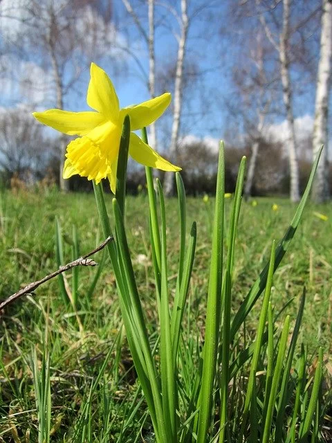 daffodil in grass setting
