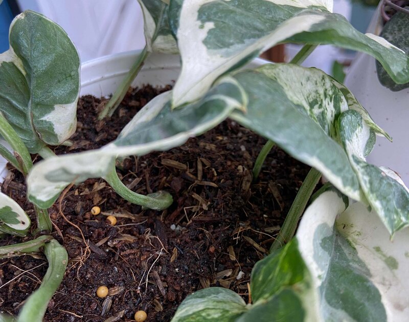 njoy pothos Soil and Fertilizer