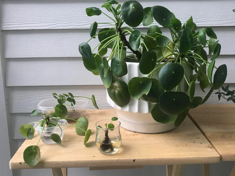 Chinese money plant propagation