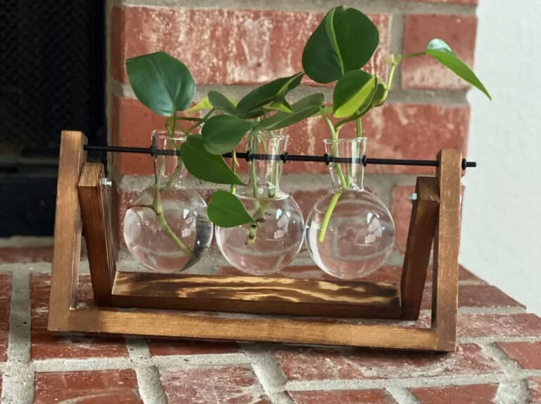 Philodendron hederaceum propagating