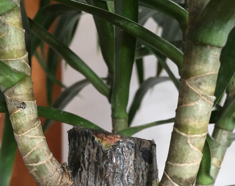 Dracaena Leaves Turning Black stem rot and root rot