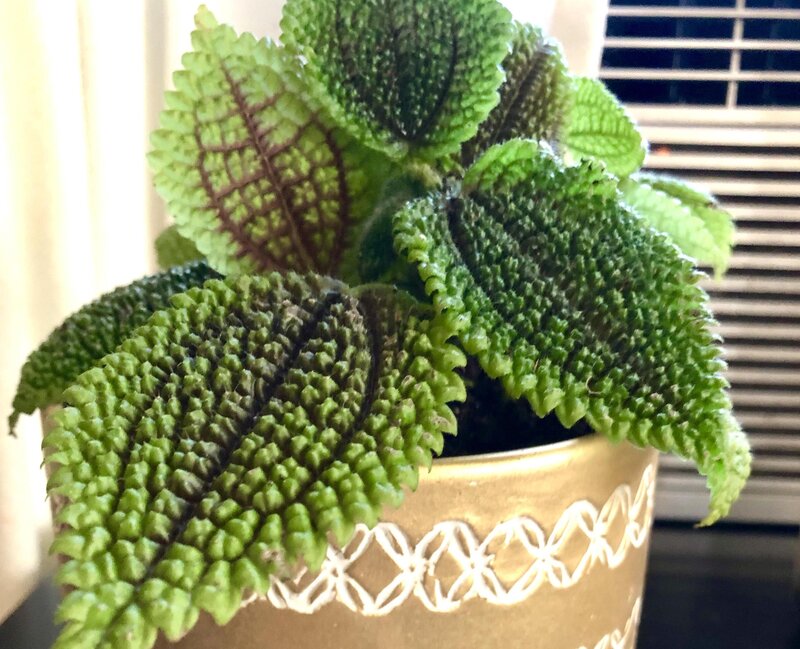 Moon Valley Friendship Plant