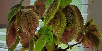 Moon Valley Friendship Plant