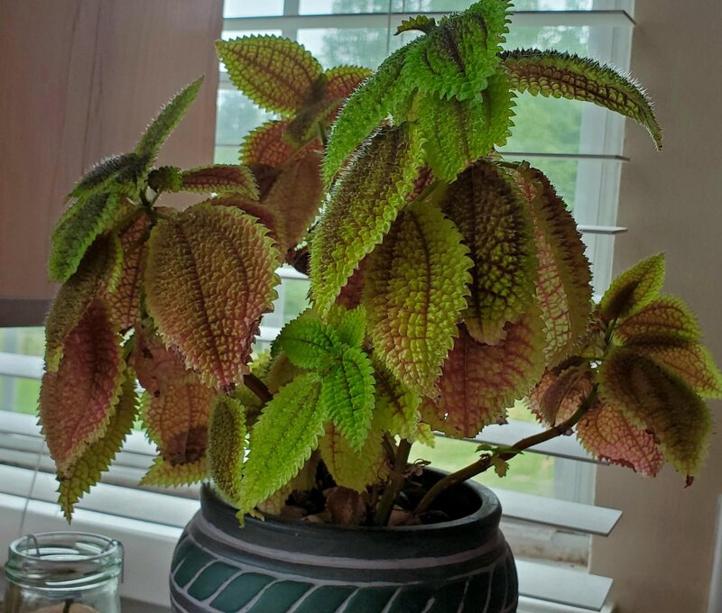 Moon Valley Friendship Plant