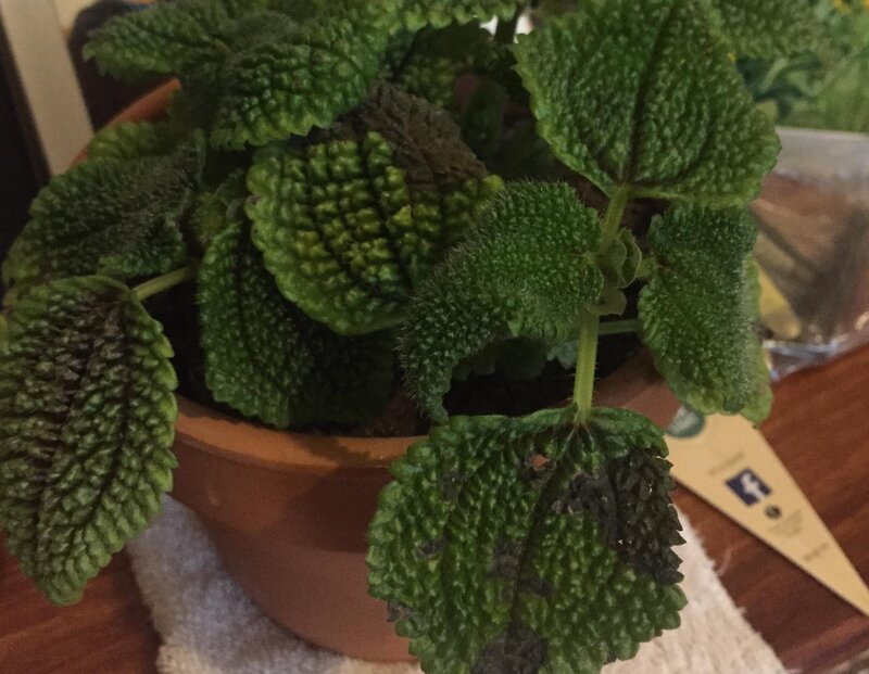 Moon Valley Plant Issues and Diseases