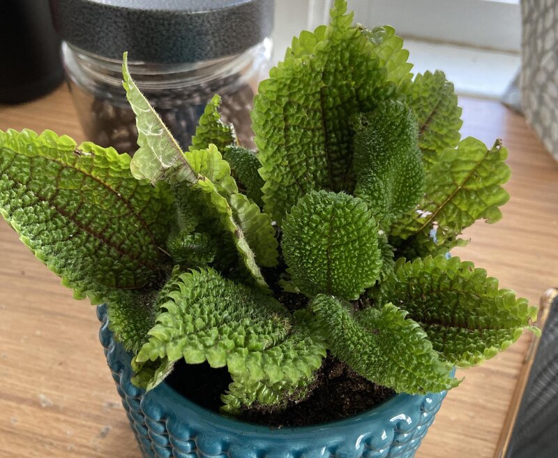 Moon Valley Friendship Plant care 