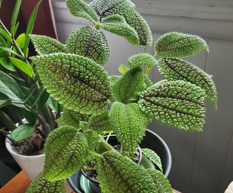 pilea mollis care