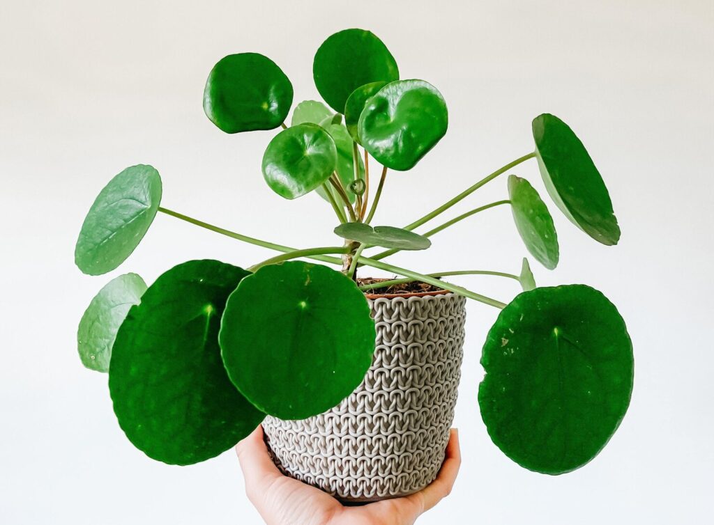 Chinese Money Plant Propagation