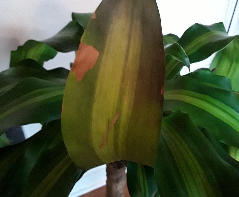 Dracaena Leaves Turning Black overwatering